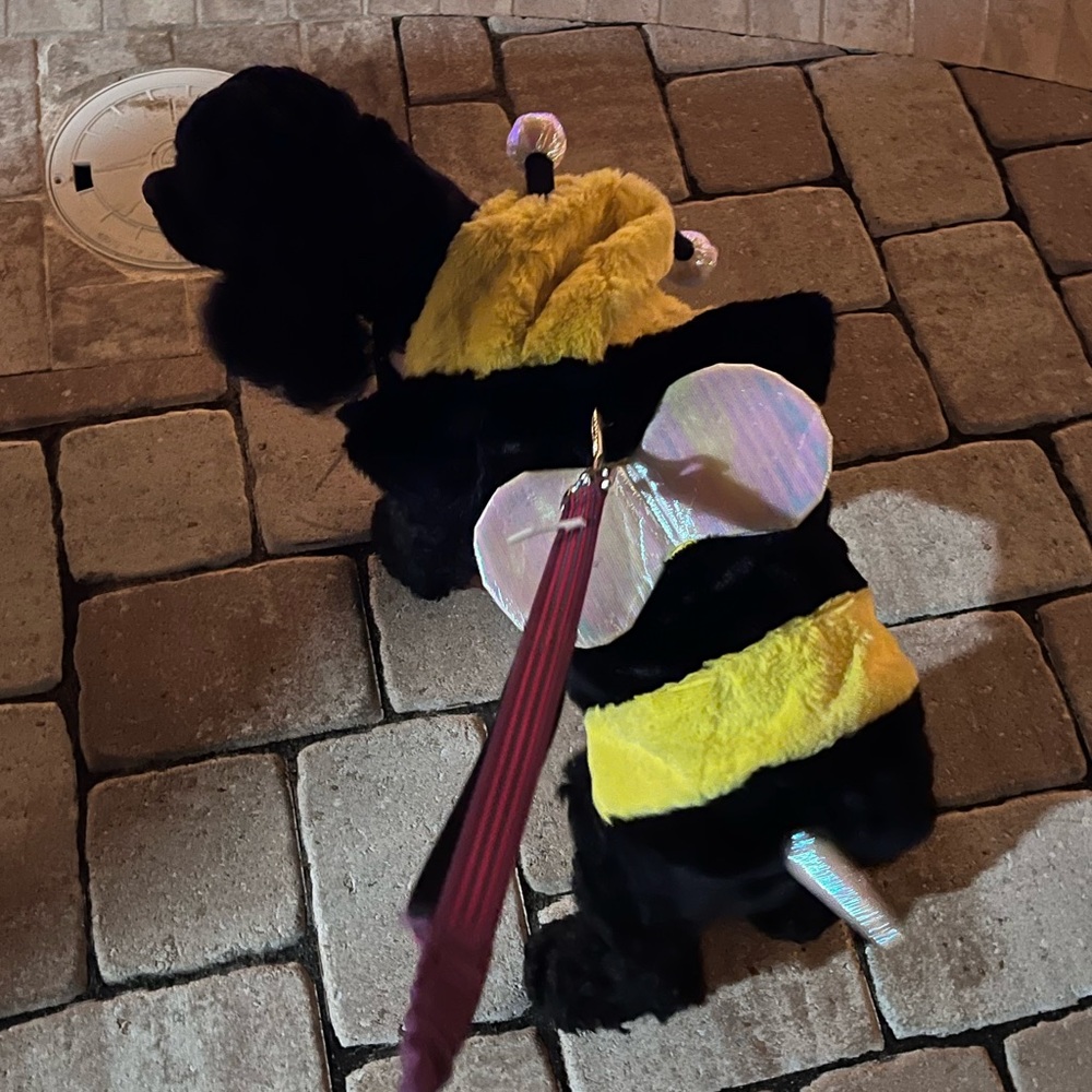 Pet bee costume
